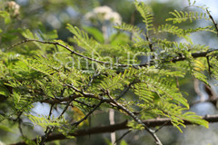 Dichrostachys cinerea